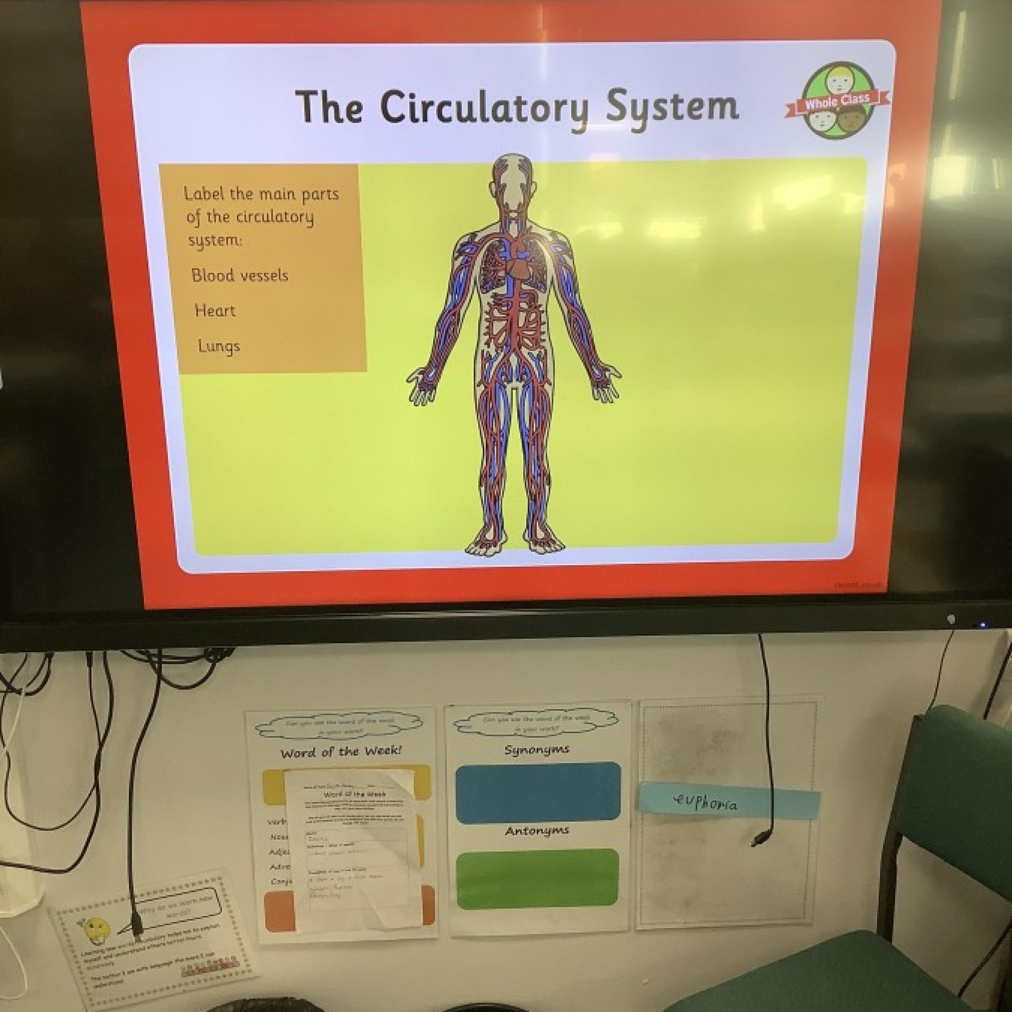 the-circulatory-system-harlow-green-community-primary-school